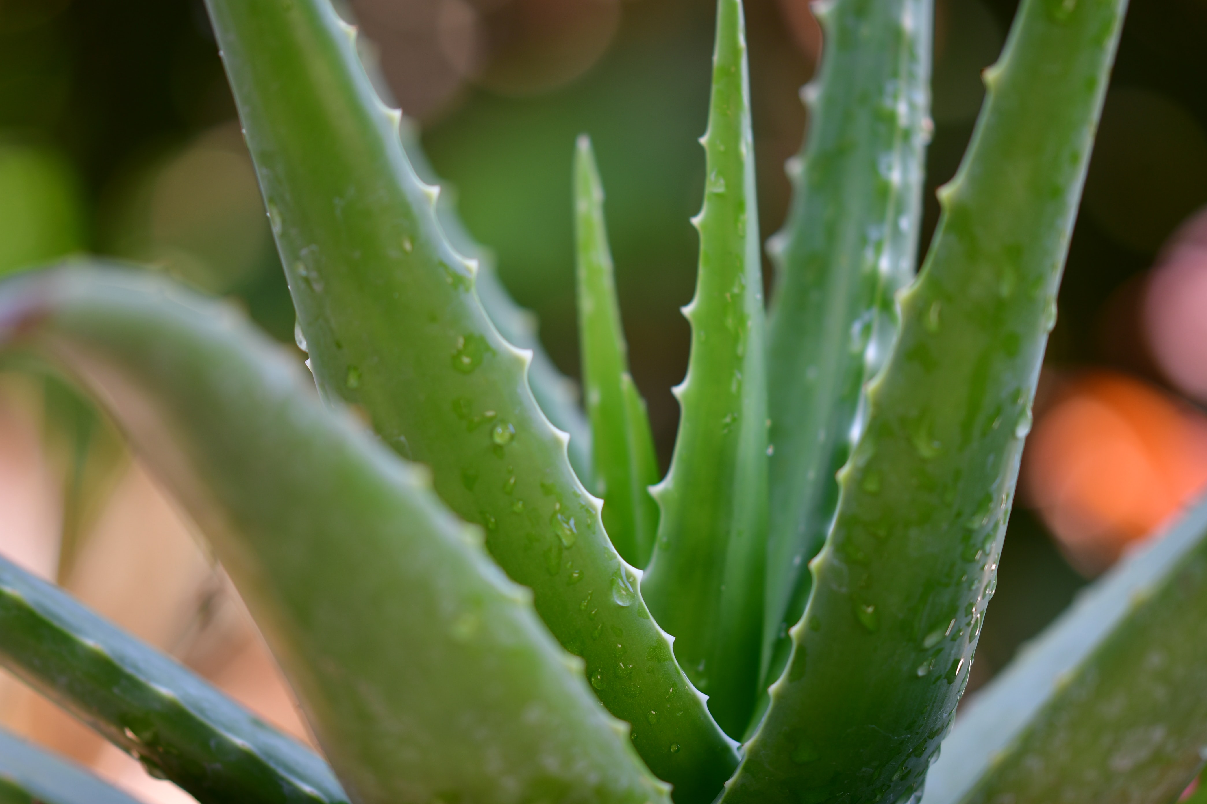 Aloe vera - beneficii pentru piele | Oriflame Cosmetics