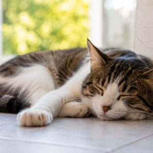 De ce pisicile dorm mai mult vara. Explicația specialiștilor și semnele la care stăpânii trebuie să fie atenți