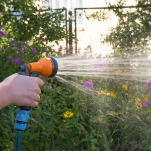 Ghidul udării corecte pe timp de caniculă: când, cât și cum udăm plantele