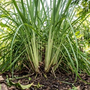 Ce este Lemongrass (citronela). Beneficii și contraindicații pe care este bine să le cunoști