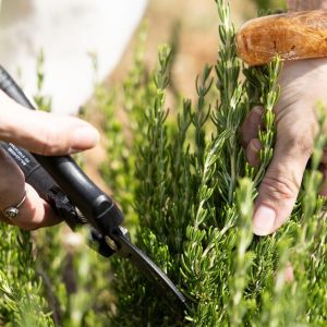 Drumul rozmarinului din câmp până la raft. Reportaj din Provence, locul în care începe povestea produselor pentru păr de la Weleda