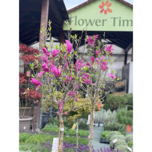 Magnolia, simbolul eleganței: cum o îngrijești și cum o poți înmulți în grădina ta